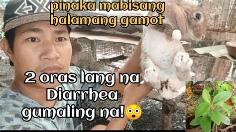 pinakamabisang gamot sa pagtatae ng biik uses|Halamang Gamot Sa Pagtatae O Diarrhea: 13 Home .